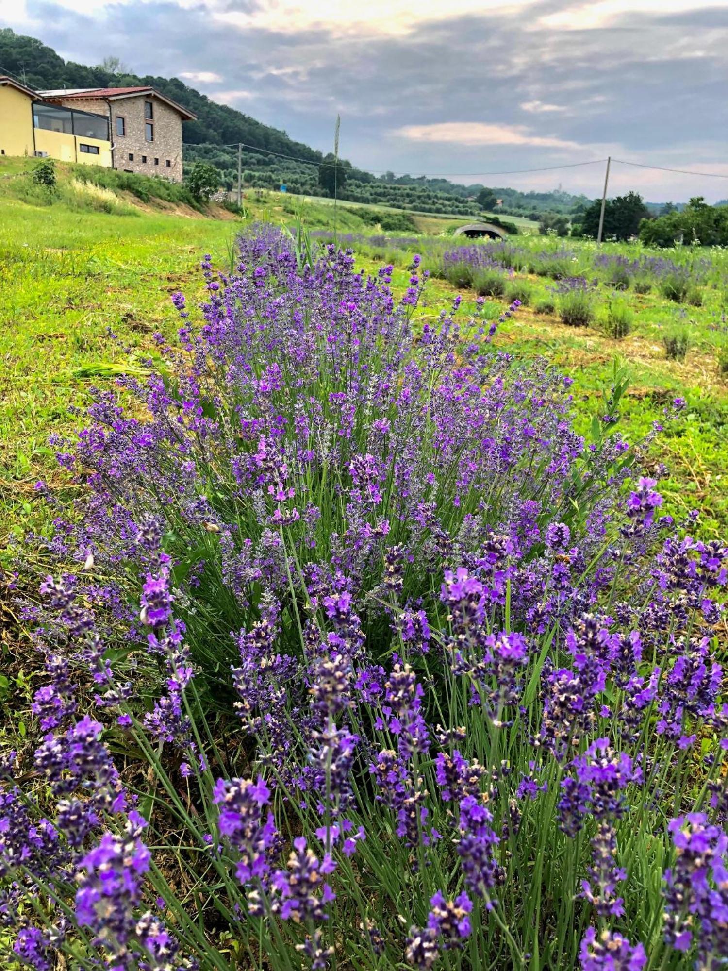 Agriturismo Al Mancino Lonato Exterior foto