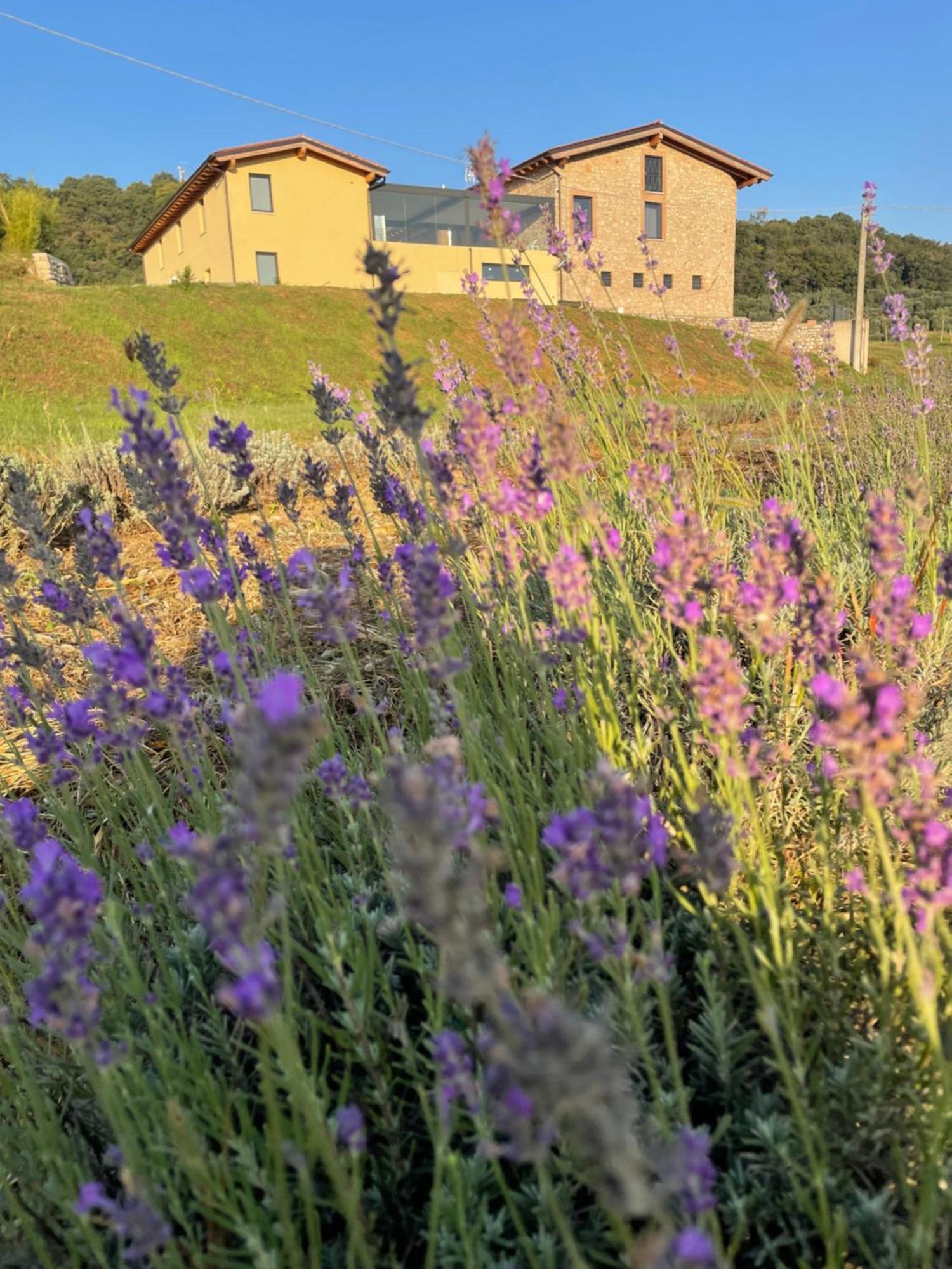 Agriturismo Al Mancino Lonato Exterior foto